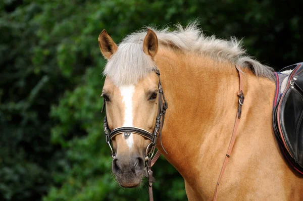 Cabeza de caballo . —  Fotos de Stock