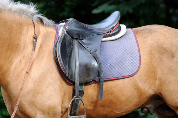 Arnés caballo . — Foto de Stock