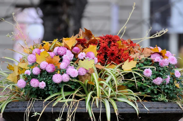 Close-up of  flower. Autumn background. — Stock Photo, Image