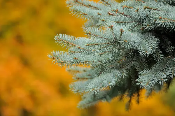 Il ramo di un albero di Natale in autunno . — Foto Stock