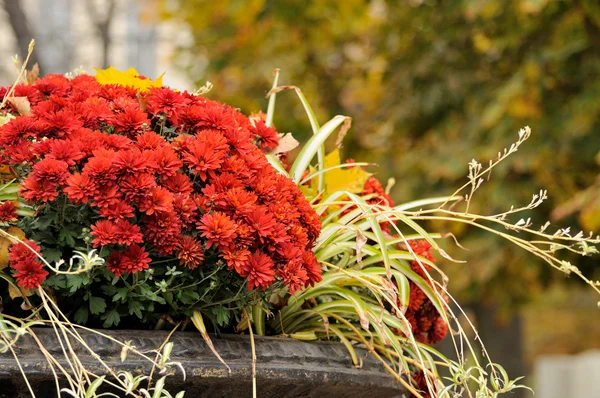 Close-up of  flower. Autumn background. — Stock Photo, Image