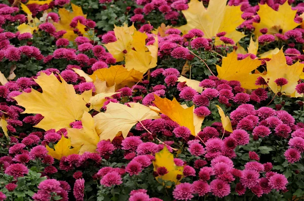 Zbliżenie kwiatów. Jesień. — Zdjęcie stockowe