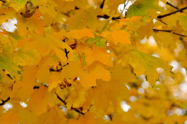 Folhas de Outono. — Fotografia de Stock