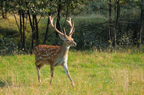 Spotted deer. — Stock Photo, Image