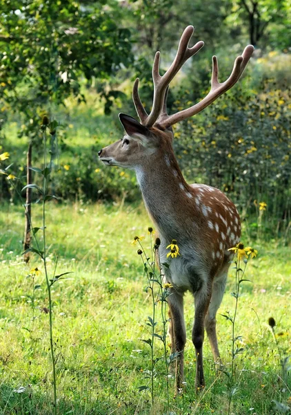 Gevlekte herten. — Stockfoto