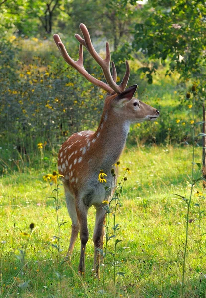 Deer. — Stock Photo, Image