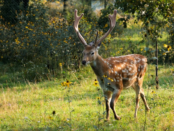 Spotted deer. — Stock Photo, Image