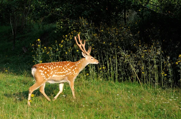 Gevlekte herten. — Stockfoto