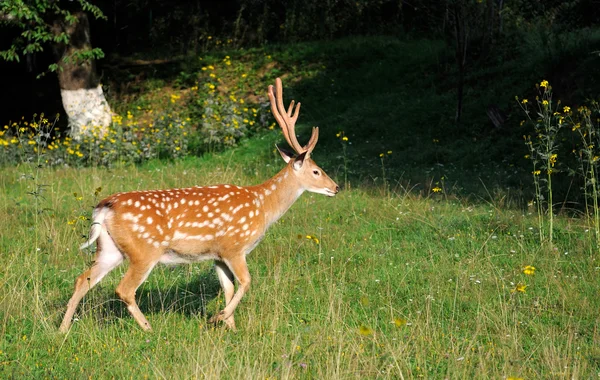 Sika deer. — Stock Photo, Image