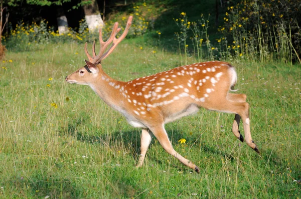 Spotted deer. — Stock Photo, Image