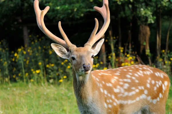 Gevlekte herten. — Stockfoto