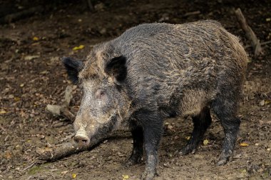 Ormanda yabandomuzu.