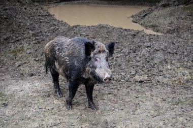 Ormanda yabandomuzu.