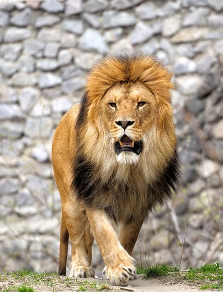 Aslan.
