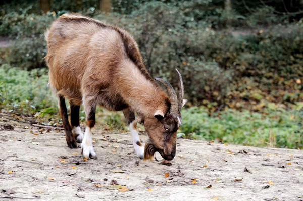 Goat. — Stock Photo, Image