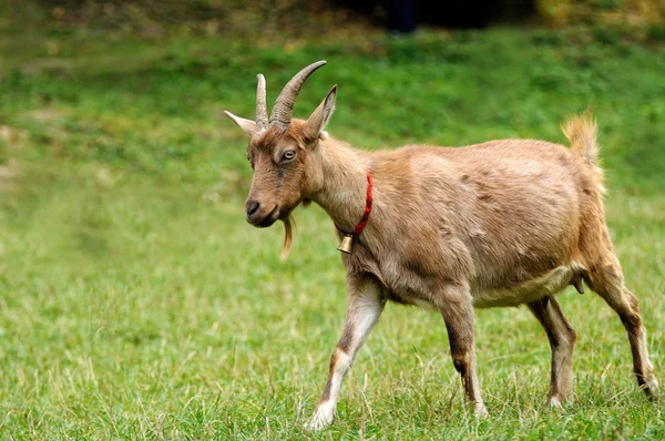 Goat. — Stock Photo, Image