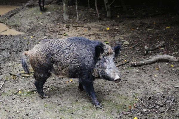 sonbahar ormandaki yabani domuz 