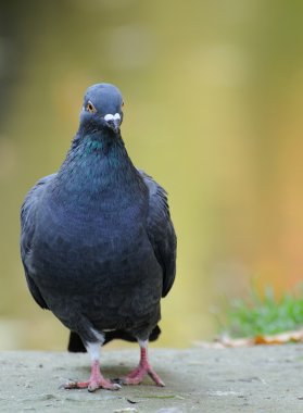 bir güvercin portresi.