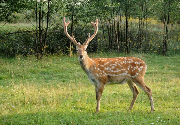 Spotted deer. — Stock Photo, Image