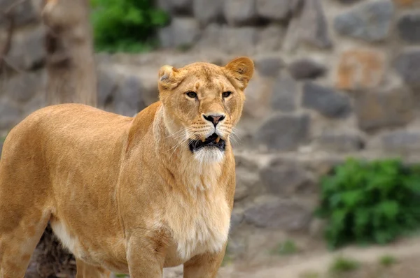 Löwin. — Stockfoto