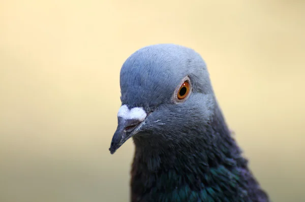 Retrato de um pombo . — Fotografia de Stock