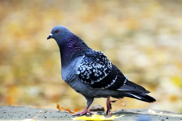 Portrait d'un pigeon . — Photo