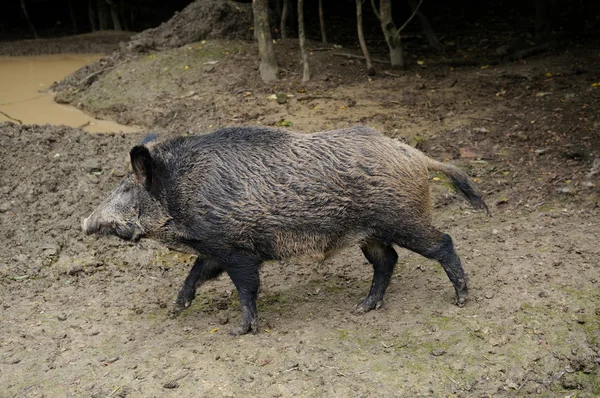 猪. — ストック写真