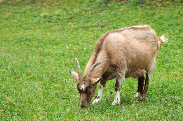 Goat in meadow. — Stock Photo, Image