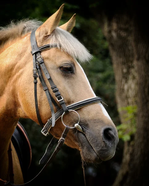 Porträtt av brun häst. — Stockfoto
