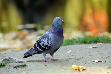 bir güvercin portresi.