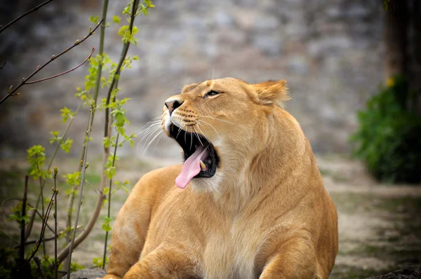 Lioness. — Stock Photo, Image