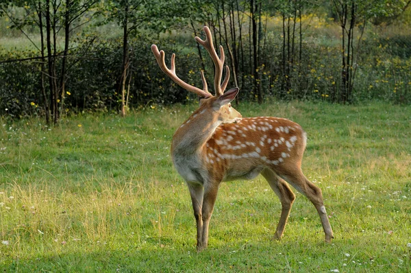 Fläckig hjort. — Stockfoto