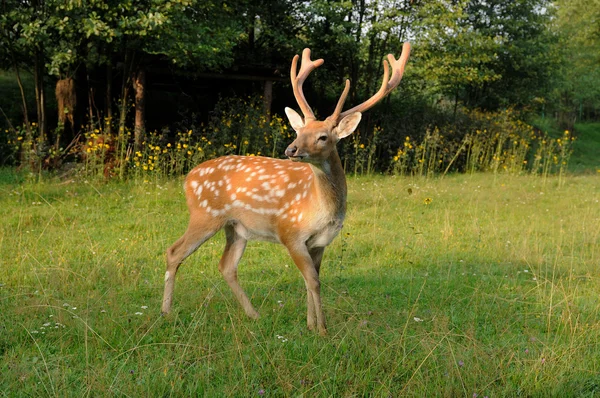 Gevlekte herten. — Stockfoto