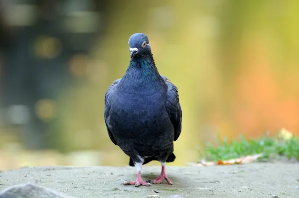 Portrait of a pigeon. — Stock Photo, Image