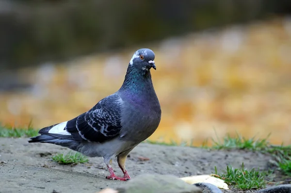 Porträtt av en duva. — Stockfoto