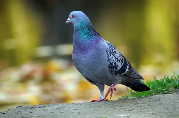 Portrait of a pigeon. — Stock Photo, Image