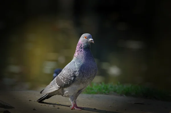 Portrait of a pigeon. — Stock Photo, Image