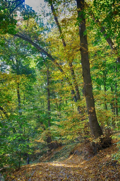 Sonbahar parkında patika