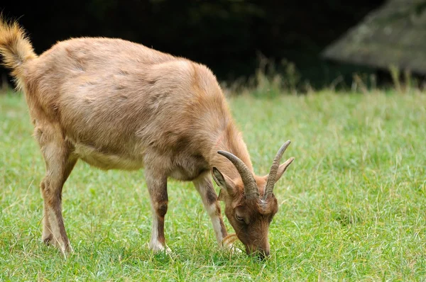 Goat in meadow. — Stock Photo, Image