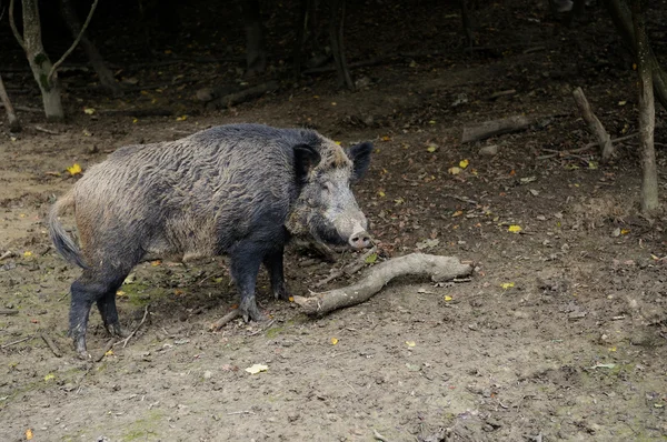 Wildschweine. — Stockfoto