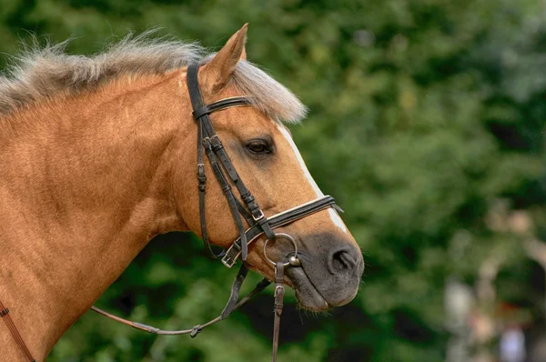 Porträtt av brun häst. — Stockfoto