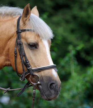Kahverengi atın portresi.