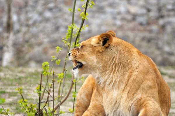 Lioness. — Stock Photo, Image