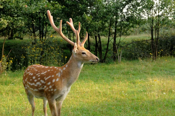 Deer. — Stock Photo, Image