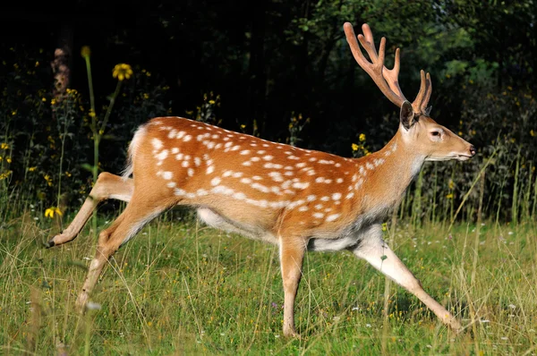 Gevlekte herten. — Stockfoto