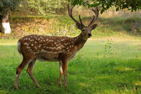 Gevlekte herten. — Stockfoto