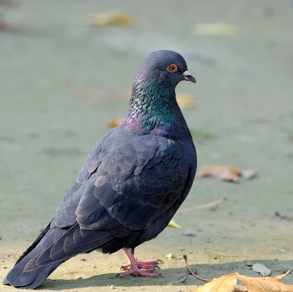 Portrait of a pigeon. — Stock Photo, Image