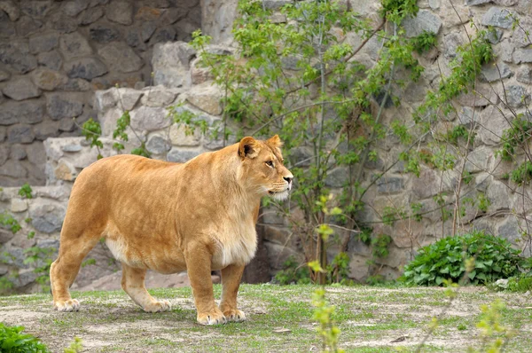 Lioness. — Stock Photo, Image