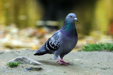 bir güvercin portresi.