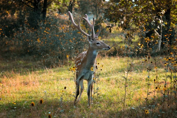 Deer spotted. — Stock Photo, Image